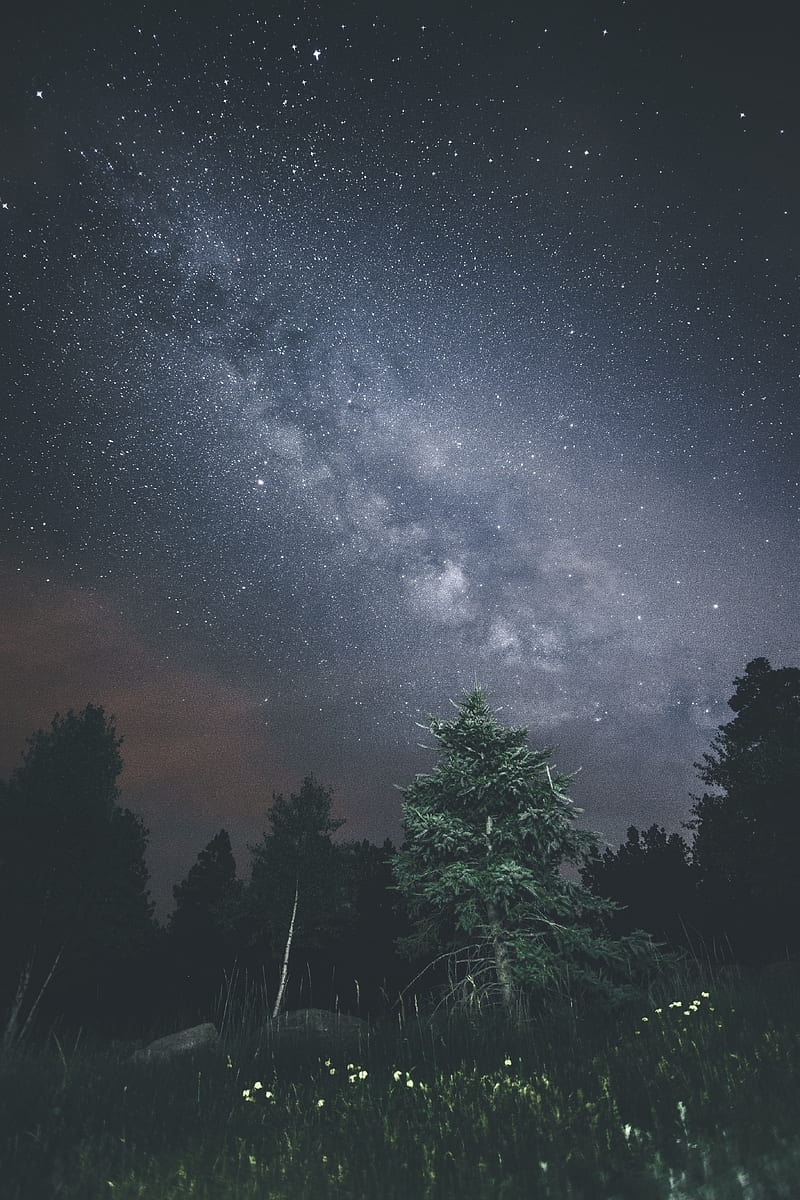 nature, stars, trees, sky, night, HD phone wallpaper