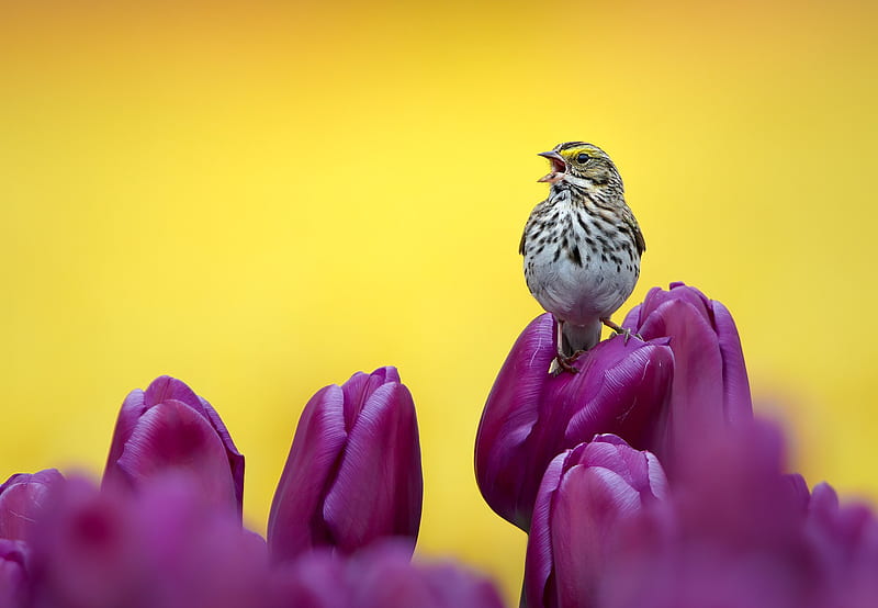 Birds, Sparrow, Bird, Passerine, Purple Flower, Tulip, Wildlife, HD wallpaper