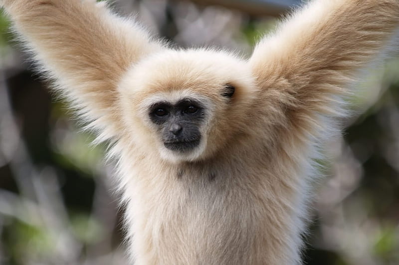gibbon iPhone Wallpapers Free Download