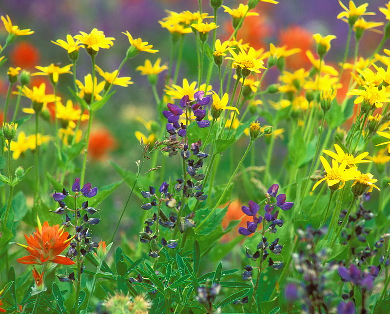 Wildflowers, olympic national park, washington, HD wallpaper