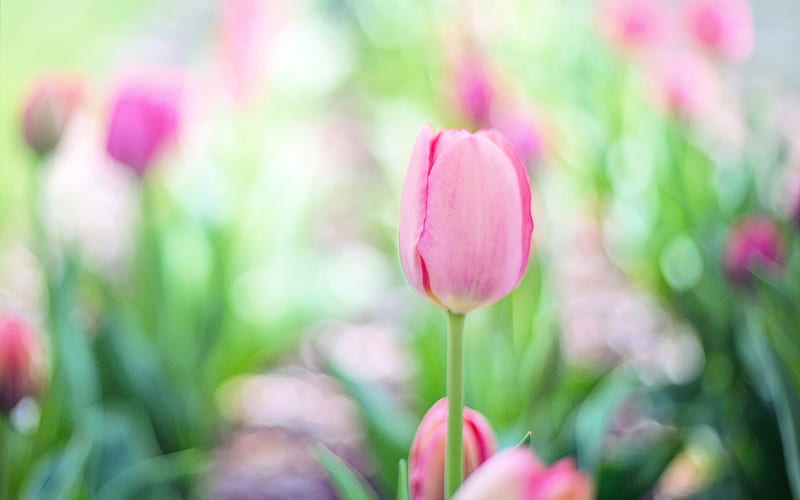 pink tulips, field spring flowers, beautiful pink flower, tulips, flower field, HD wallpaper
