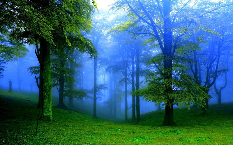 Soft Misty Green Forest, Trees, Green, Forests, Fog, Nature, Mist, HD wallpaper