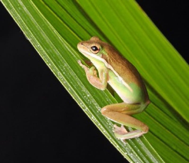 FROG ON REED, REED, FROND, SITTING, FROG, HD wallpaper