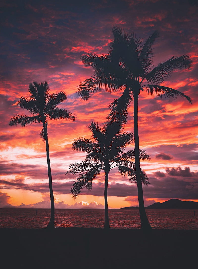 Sunset Love, beach, beaches, fahad nur, r, landscape, palm, sunsets, travel, trees, HD phone wallpaper