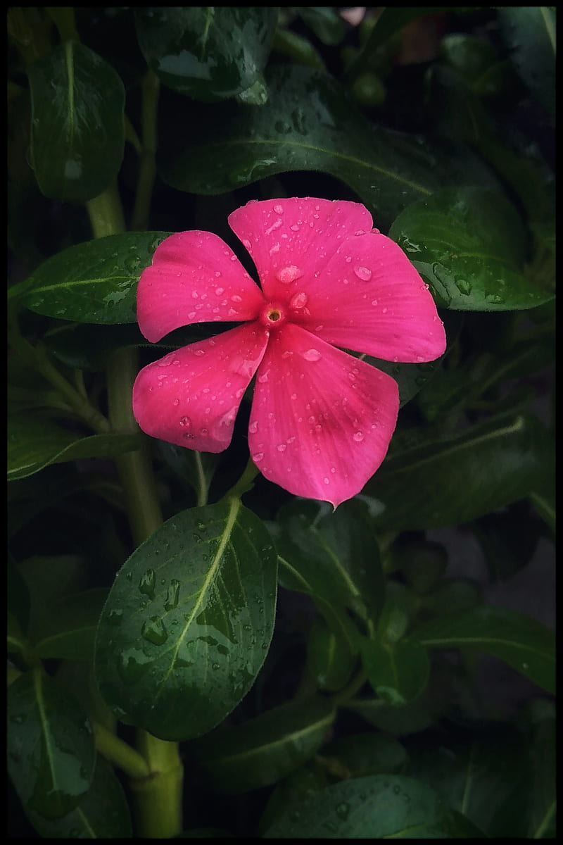 Pink Flower, dark, plant in pot, plants, HD phone wallpaper