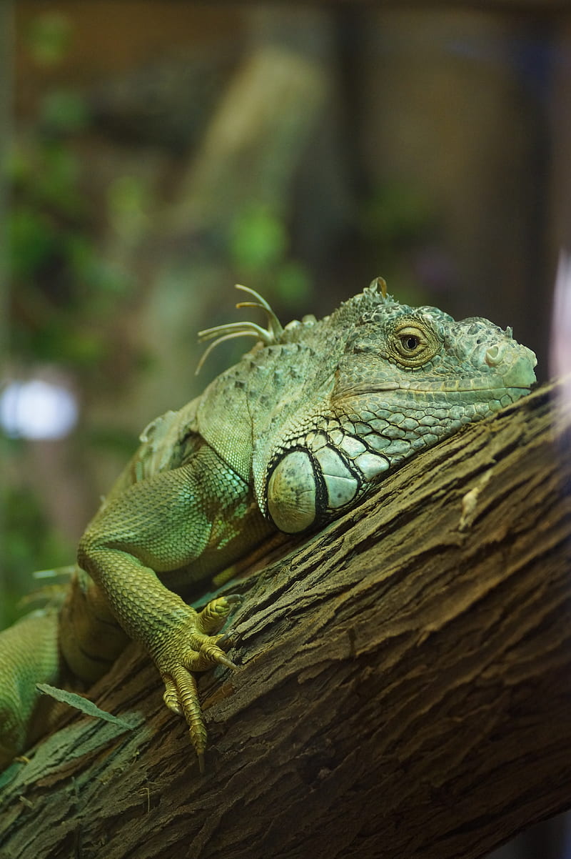 iguana, reptile, green, tree, HD phone wallpaper