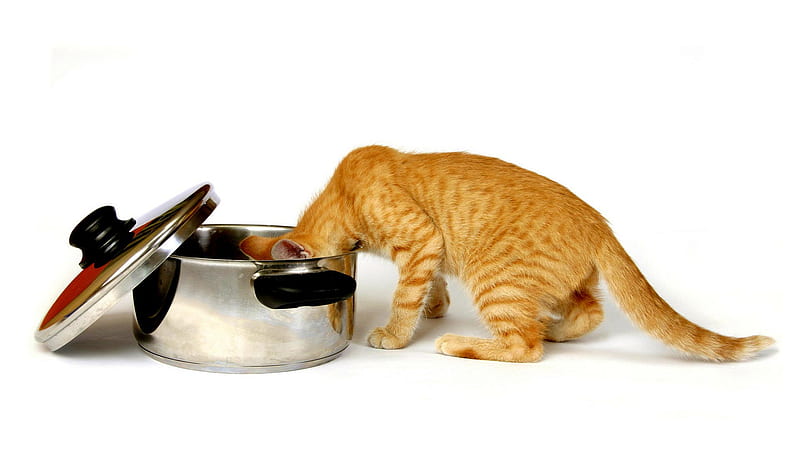 Meal Time, meal, pretty, wonderful, stunning, ginger, tiger, bonito, adorable, animal, sweet, nice, outstanding, animals, amazing, food, fantastic, kitty, cat, cute, skyphoenixx1, awesome, cats, kitten, HD wallpaper