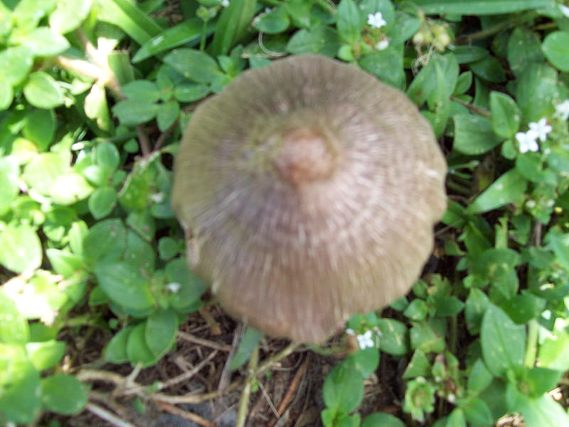 Brown Mushroom, weeds, circle, brown, green, HD wallpaper