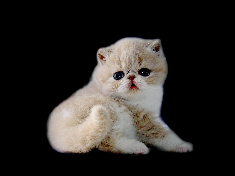 Kitten of shorthair persian, cute, persian, breed, cat, kitten, animal, HD  wallpaper | Peakpx