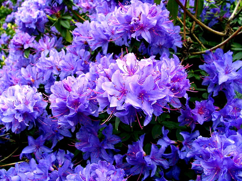 Purple Azalea, flowers, nature, purple, azalea, HD wallpaper
