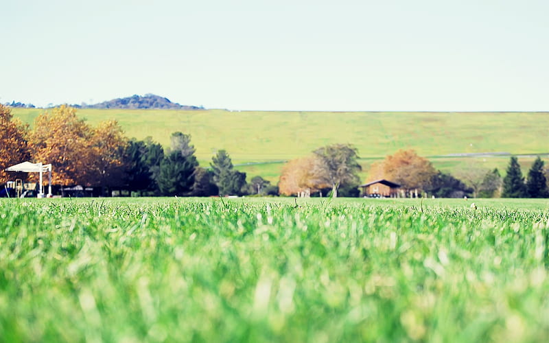 Green grass-Small fresh landscape, HD wallpaper