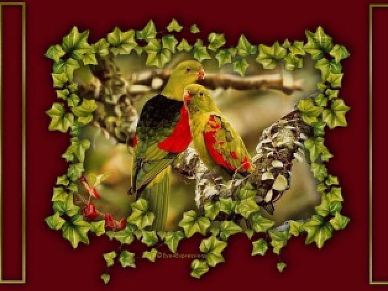 Delightful Parrots, tree branch, parrots, climbing ivy, HD wallpaper