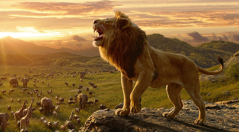 The Lion King 2019 Ultra, Movies, Other Movies, Lion, Animals, Movie, Film, wildlife, 2019, HD wallpaper