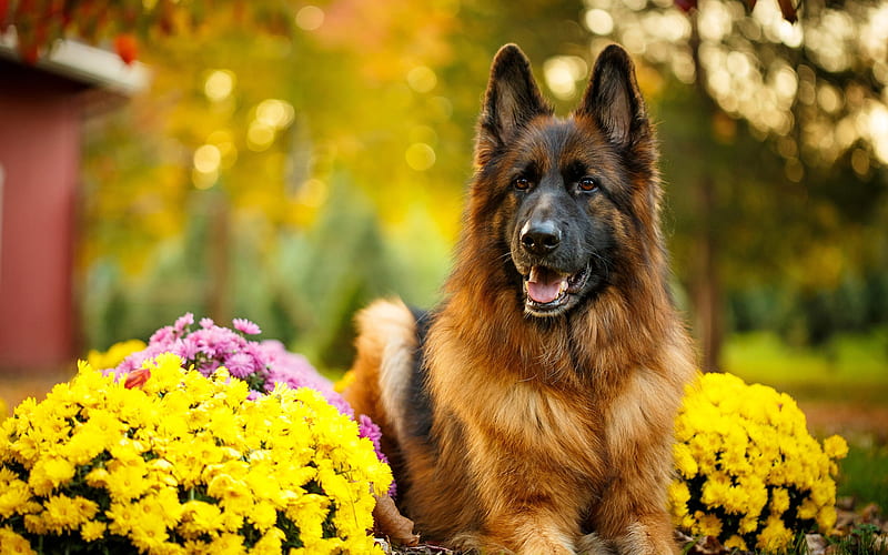 German Shepherd, flowers, bokeh, pets, dogs, German Shepherd Dog, HD wallpaper