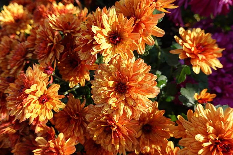 chrysanthemum, flowers, orange, wet, HD wallpaper