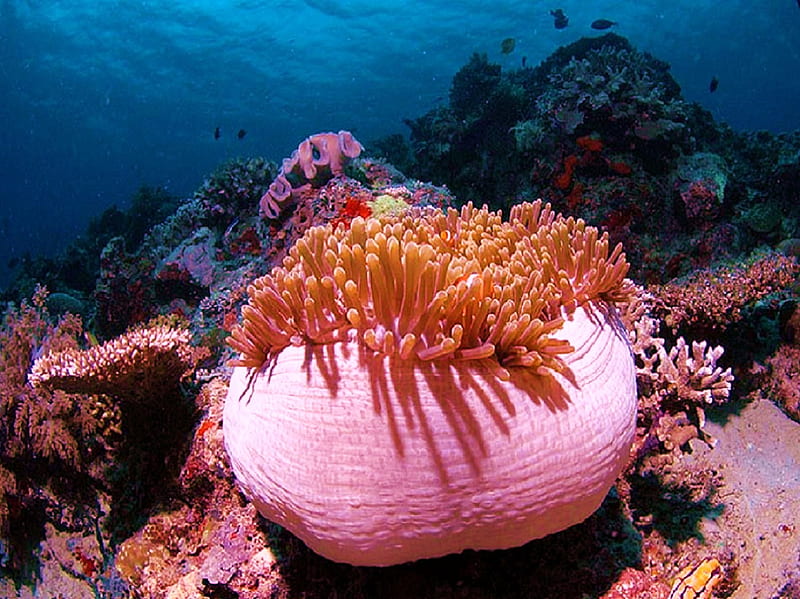Sea Life 17, reef, fish, ocean, coral, anemone, HD wallpaper