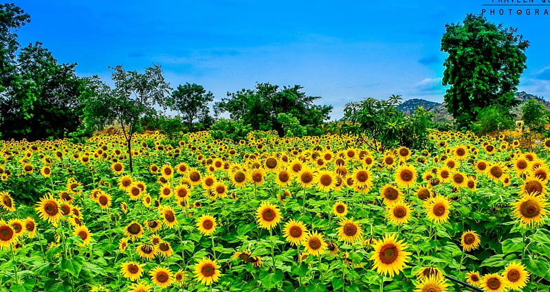 Sunflowers, yellow, nature, sunflower, sunrise, sky, field, bunches, HD wallpaper