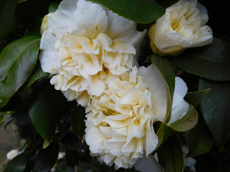 Camellia Japonica White Flower, White, Garden, Camellia, Flower, HD wallpaper