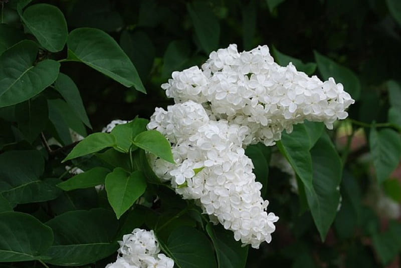 WHITE LILAC FLOWERS, NATURE, LILAC, WHITE, FLOWERS, HD wallpaper | Peakpx