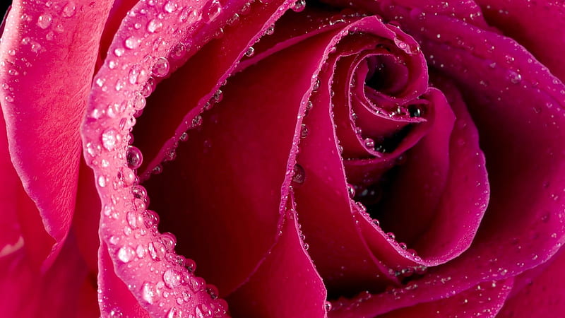 Rose, water drops, flower, skin, pink, HD wallpaper | Peakpx