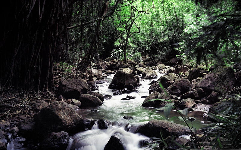 rainforest creek-forest landscape, HD wallpaper
