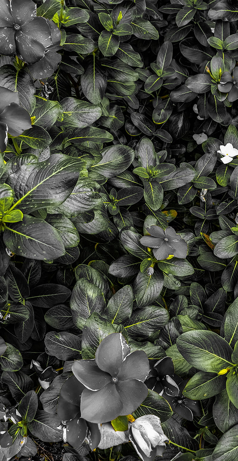 40, amazing, black and white, colours, flower, flowers, green, landscape, roses, yellow, yellowish, HD phone wallpaper