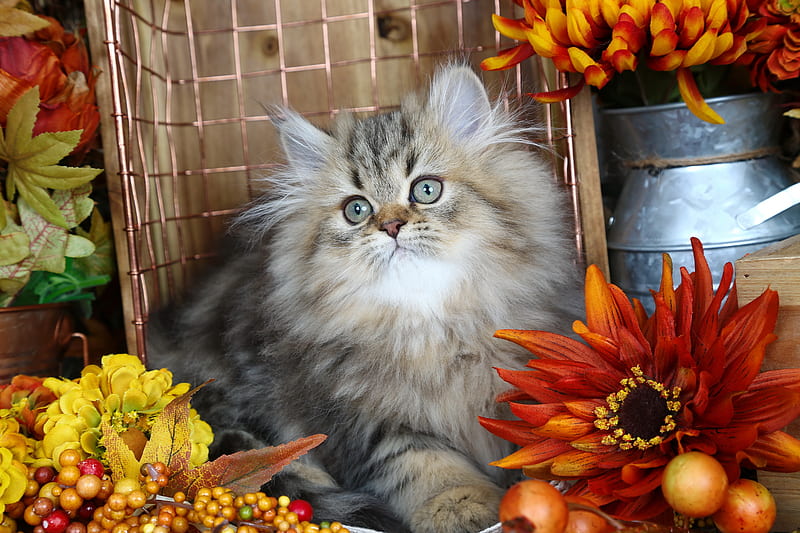 Fluffy cat, autumn, cozy, fluffy, kitty, pot, adorable, cat, sweet, cute, gris, flowers, kitten, HD wallpaper