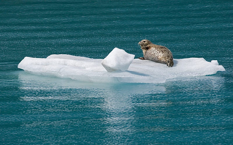 Harbor Seal Glacier Bay National Park Alaska, HD wallpaper