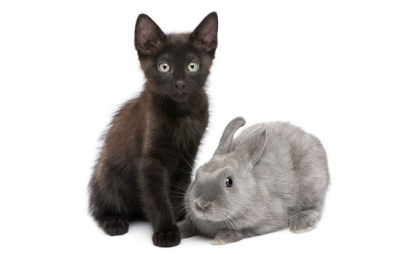 Two cuties, rabbit, friend, black, cat, animal, cute, two, gris, kitten, white, couple, HD wallpaper