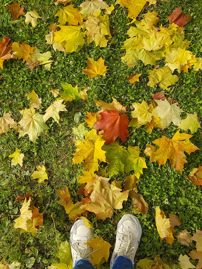 legs, sneakers, autumn, maple, leaves, grass, HD phone wallpaper