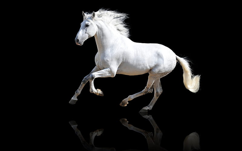 White horse, black, reflection, white, horse, animal, HD wallpaper