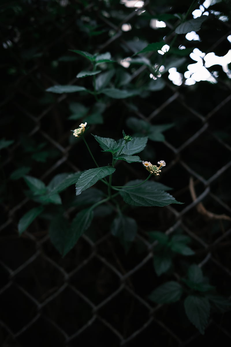 yellow flower in green metal fence, HD phone wallpaper