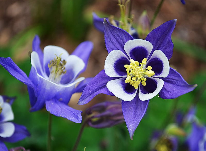 Aquilegia Vulgaris Columbine, bloom, flowers, nature, aquilegia vulgaris, blue, HD wallpaper