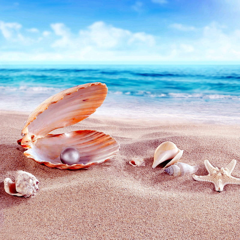 Shells, beach, beaches, cute, pretty, shell, HD phone wallpaper | Peakpx