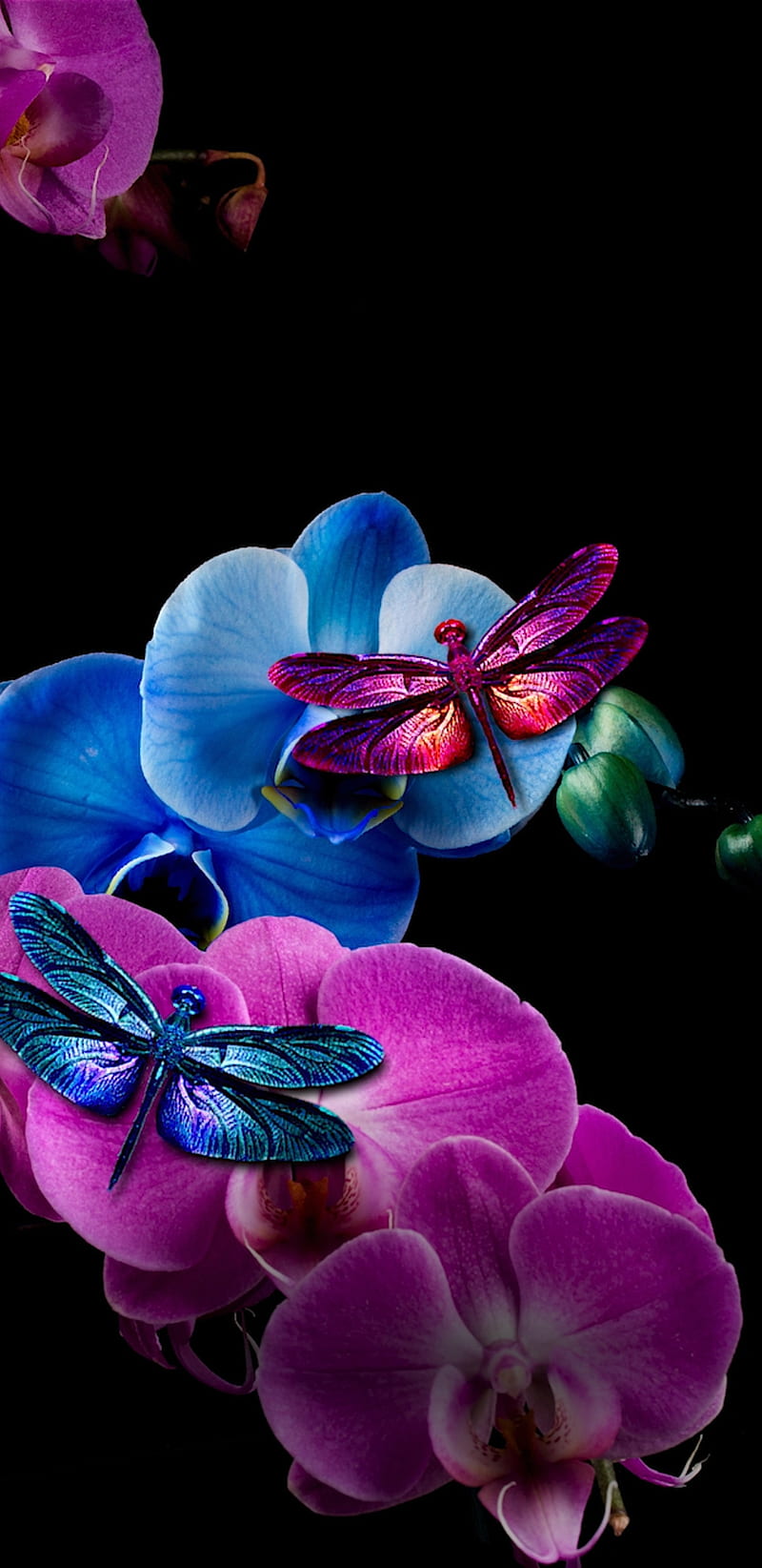 Neon Dragonflies, blue, girly, orchards, pink, pretty, purple, HD phone wallpaper
