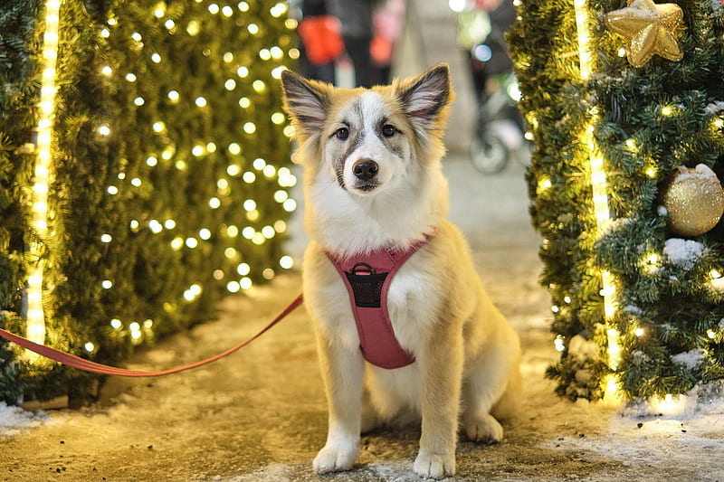Perros, perro, navidad, mascota, Fondo de pantalla HD | Peakpx