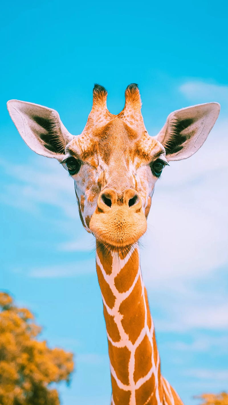 Hello I am giraffe, animal, blue sky, giraffe, high, long, long neck, looking, HD phone wallpaper