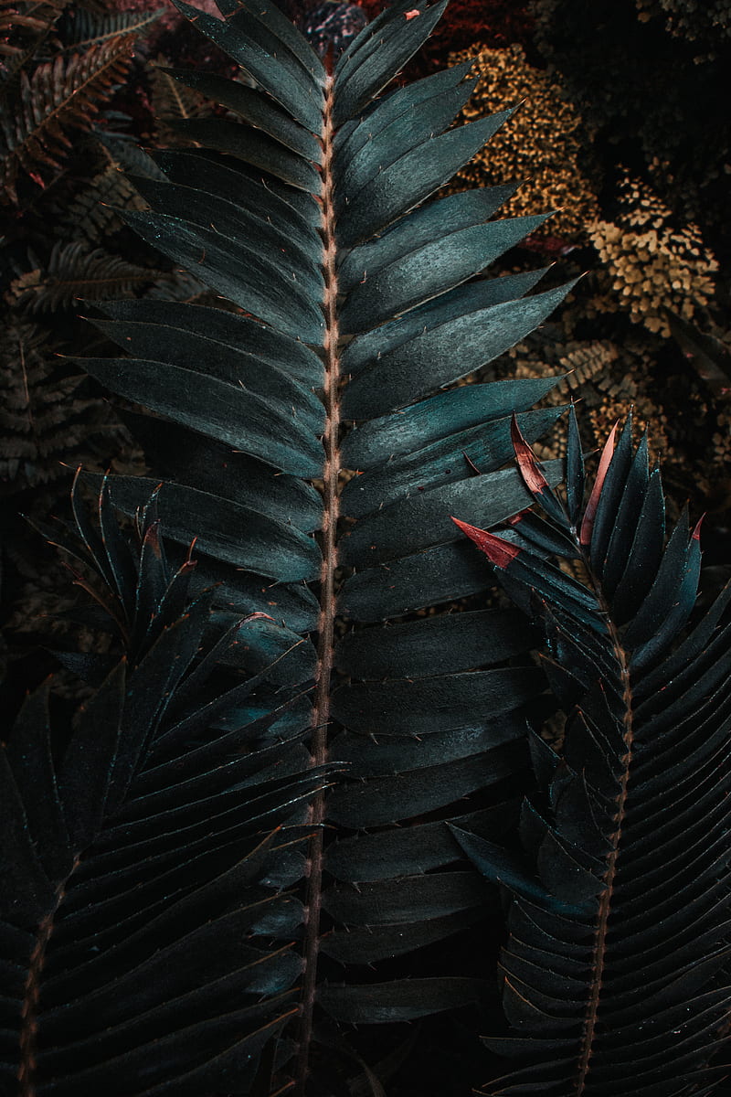 leaves, plant, carved, exotic, HD phone wallpaper