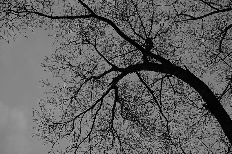 tree, branches, silhouette, black and white, HD wallpaper