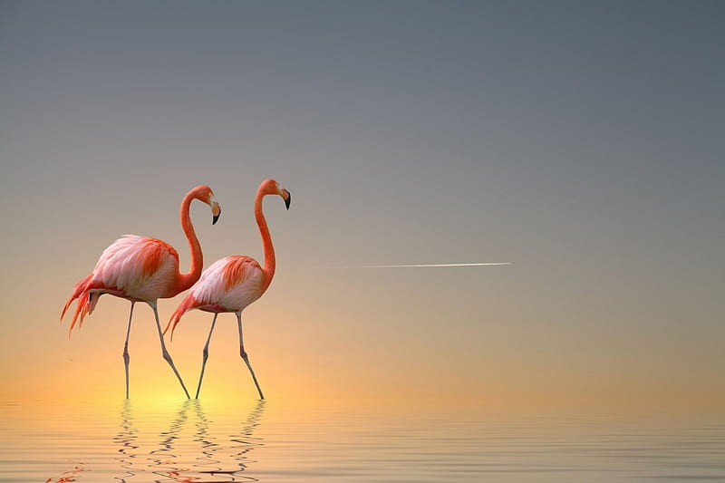 serenity, flamingo, wildlife, bonito, sky, HD wallpaper