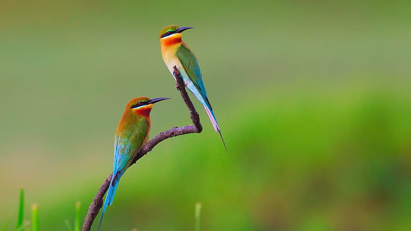 Two Colorful Birds Are Standing On Plant Branch In Green Background Birds, HD wallpaper