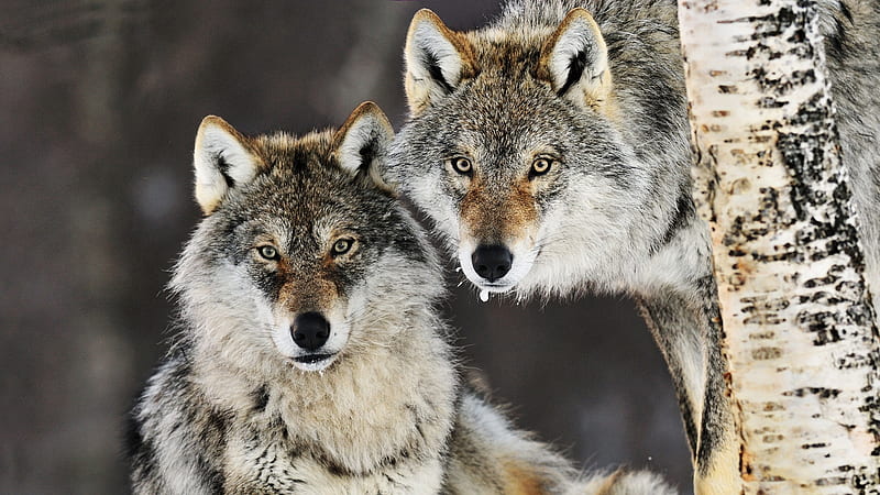 On the Prowl, wildlife, predators, wolves, wofpack, HD wallpaper