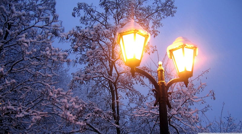 lamp posts in winter, lamps, trees, posts, lights, winter, HD wallpaper