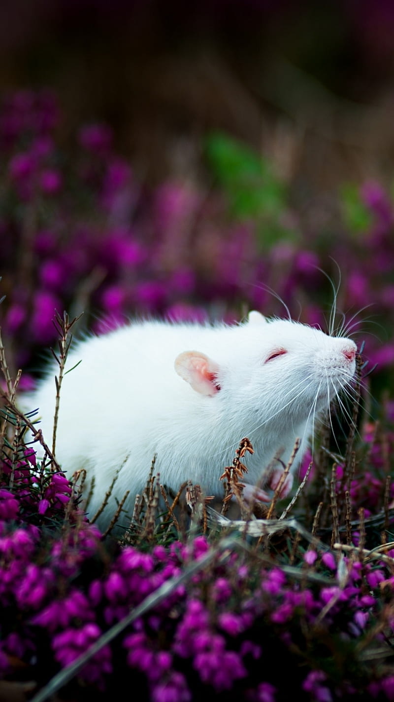 HD rat wallpapers  Peakpx