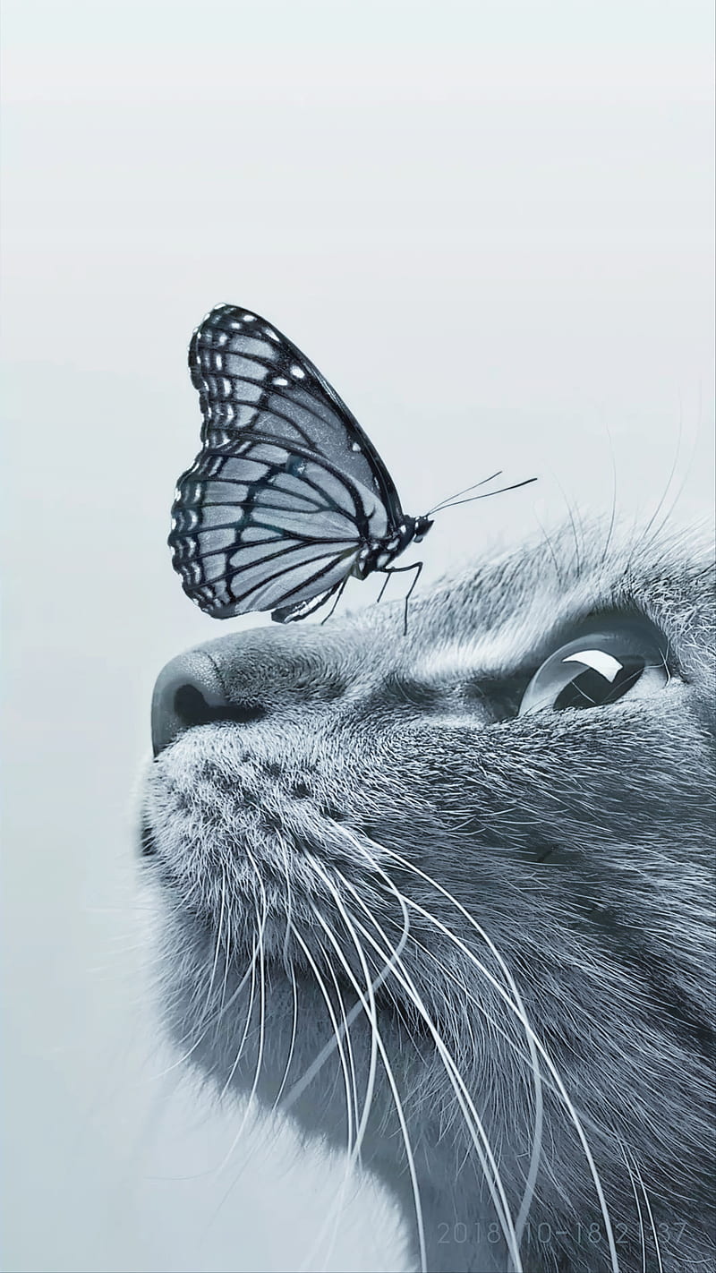 Cat And Butterfly, amazing, bonito, contrast, natur, HD phone wallpaper