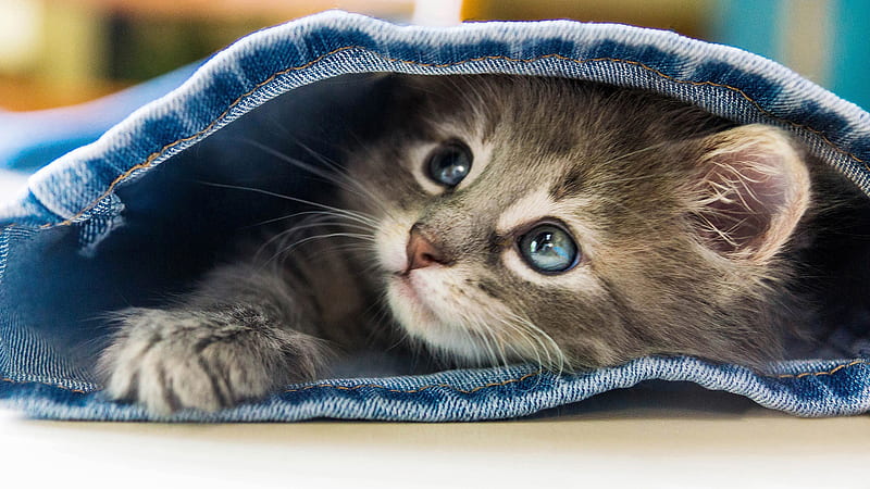 Funny Cat Kitten Inside Jeans Pant Cat, HD wallpaper
