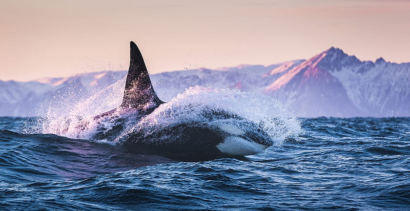 Killer whale, Sea, Orca, Ocean, Norway, HD wallpaper | Peakpx