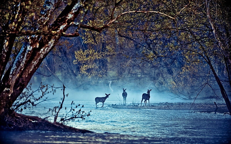Deer on the River paisaje, multicolor creeks, forests, paisage, rivers, moonlit, , paysage, life, three, arc, trees, peisaje, panorama, water, arch, multicolored, moonlight, hop, white, landscape, colorful, scenic, brown, trunks, deer graphy, leaves, green, scenery, blue, animals, night lakes, view, foam, colors, maroon, leaf, paisagem, plants, colours, nature, branches, natural, scene, HD wallpaper
