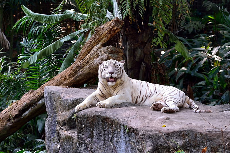 White Tiger, predator, leaves, rock, resting, trees, HD wallpaper