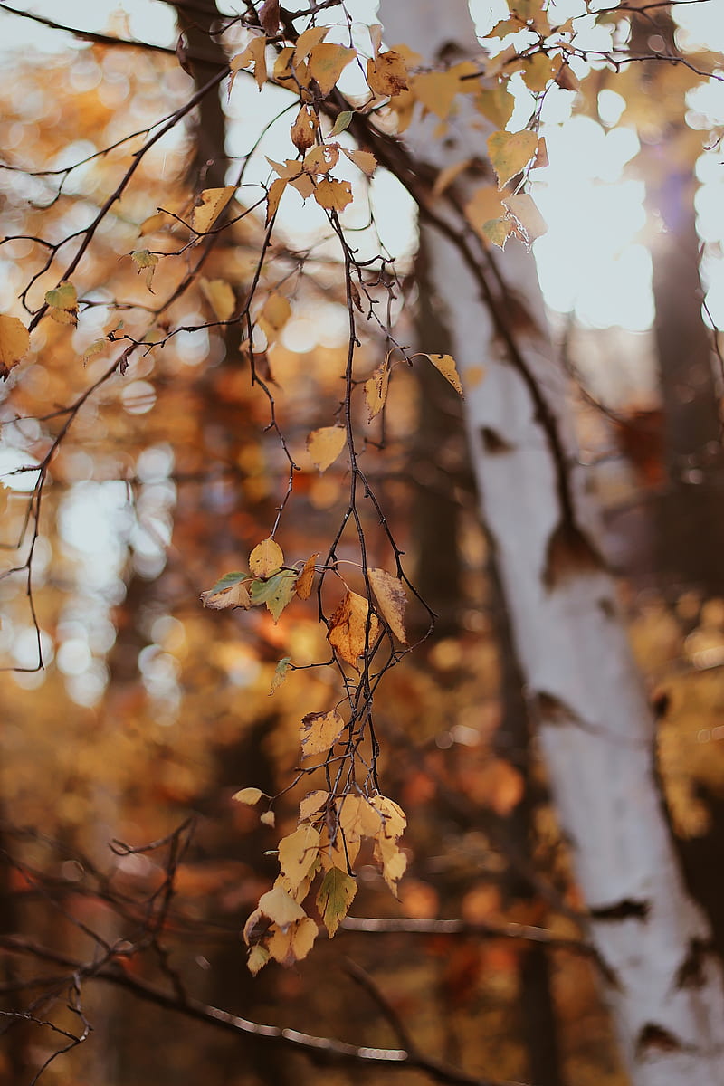 branches, leaves, tree, birch, HD phone wallpaper